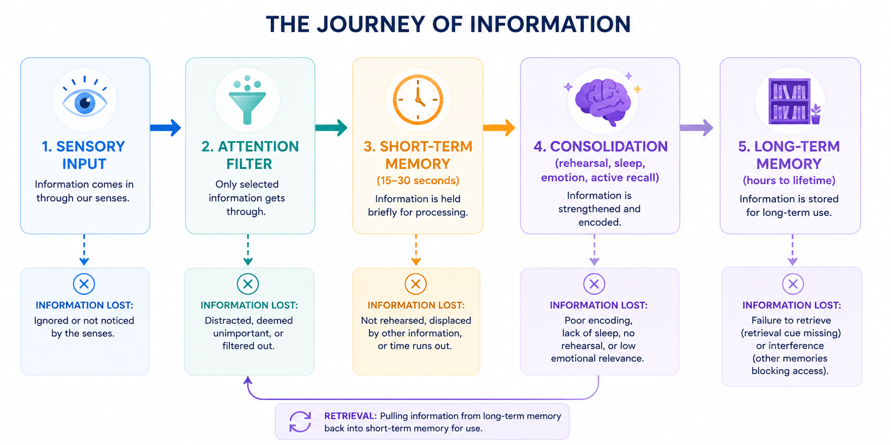 Flow diagram showing how information moves from sensory input through short-term memory to long-term memory, with the consolidation processes required at each stage.