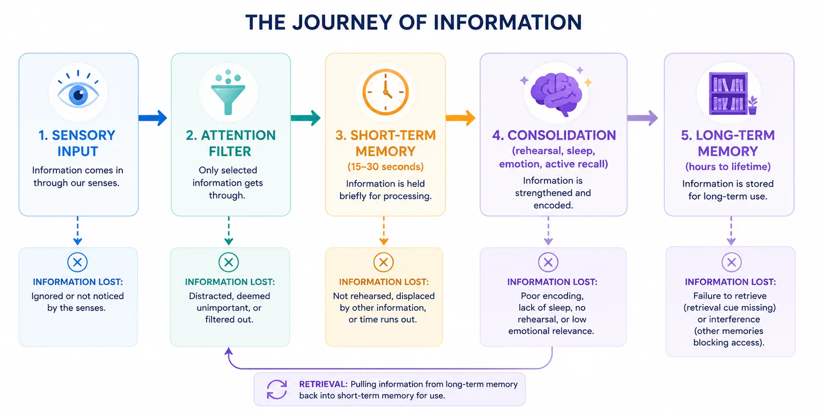 Flow diagram showing how information moves from sensory input through short-term memory to long-term memory, with the consolidation processes required at each stage.