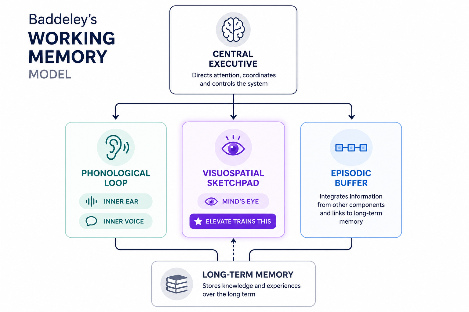 Diagram of Baddeley’s working memory model showing the central executive coordinating the phonological loop, visuospatial sketchpad, and episodic buffer, with the visuospatial sketchpad highlighted as the component trained by Blanked.