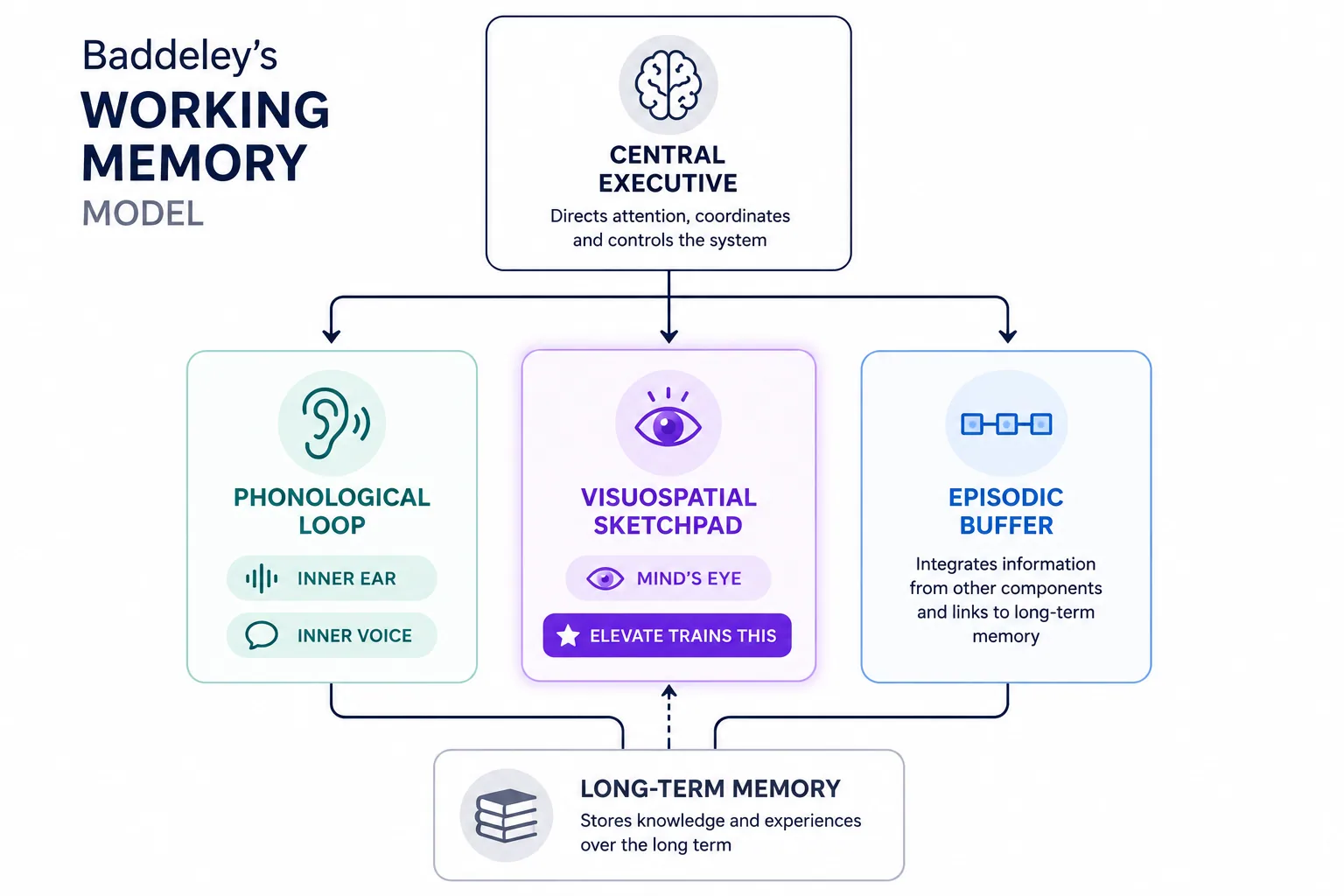 Diagram of Baddeley’s working memory model showing the central executive coordinating the phonological loop, visuospatial sketchpad, and episodic buffer, with the visuospatial sketchpad highlighted as the component trained by Blanked.