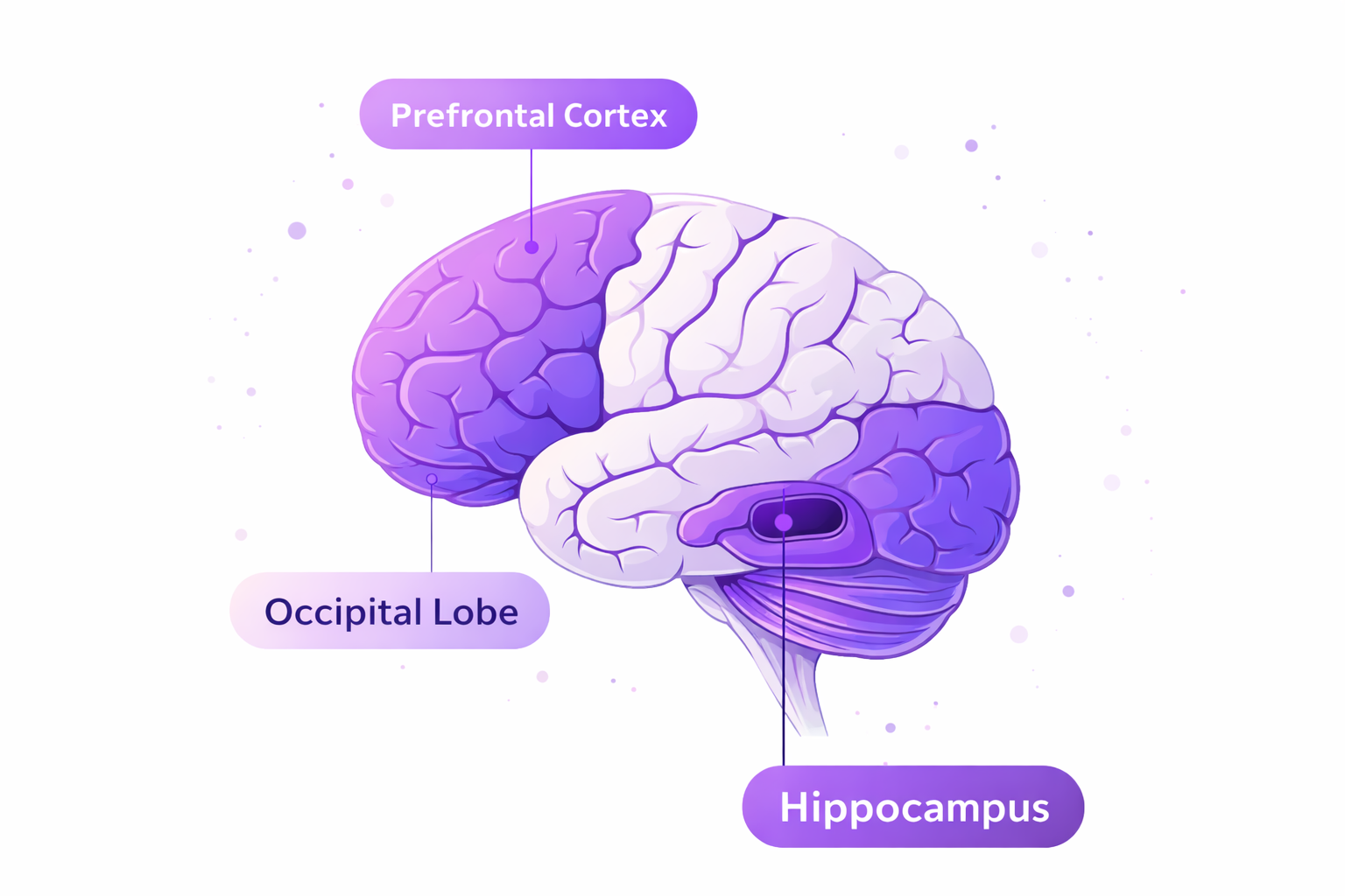 Diagram of brain regions activated during memory games, highlighting the prefrontal cortex, occipital lobe, and hippocampus.