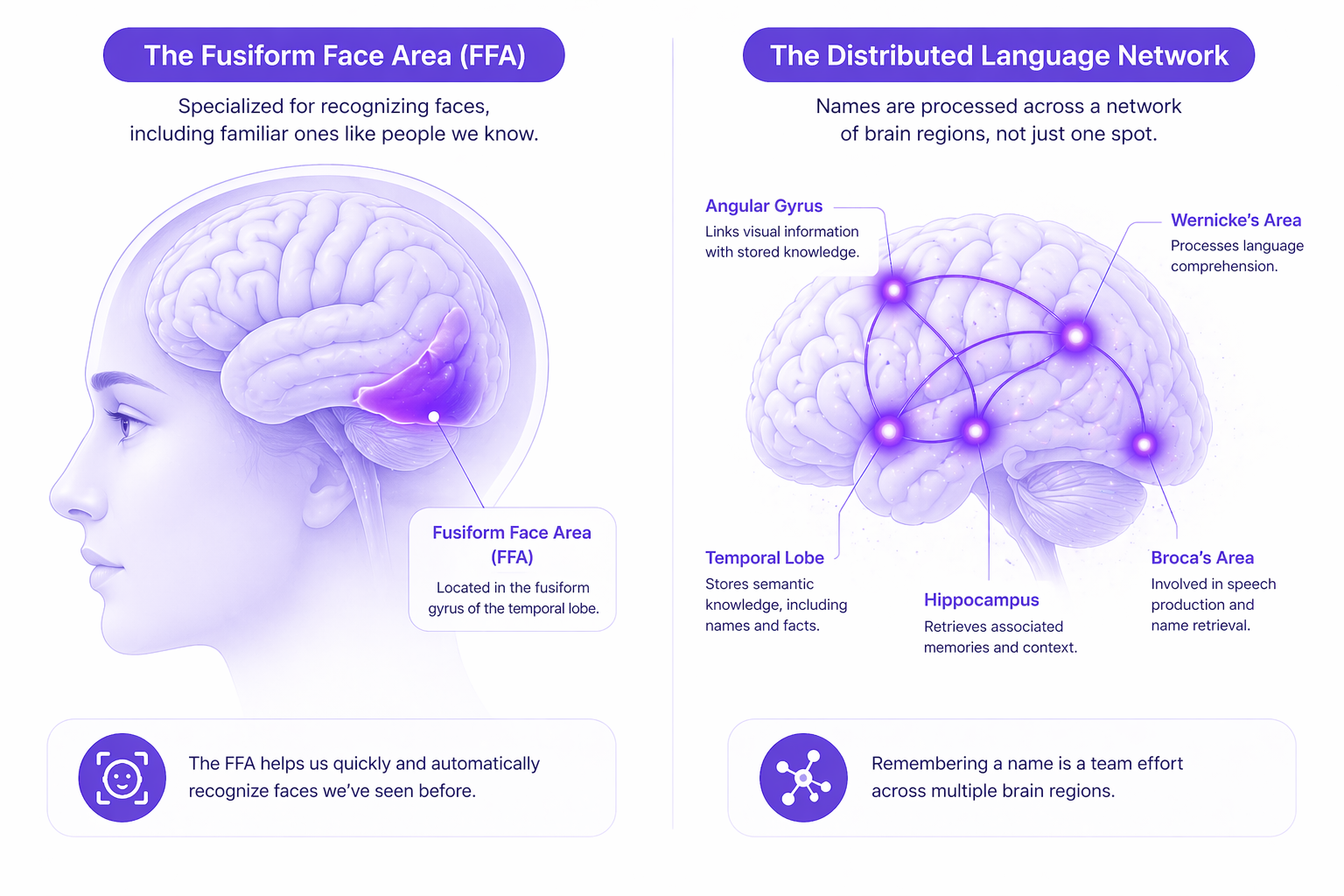 Brain diagram showing the specialised fusiform face area for face recognition versus the distributed language network used for processing names