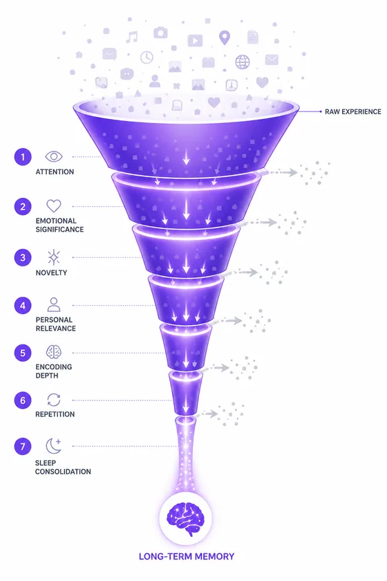 Funnel diagram showing the seven factors that filter experiences into long-term memory: attention, emotional significance, novelty, personal relevance, encoding depth, repetition, and sleep consolidation