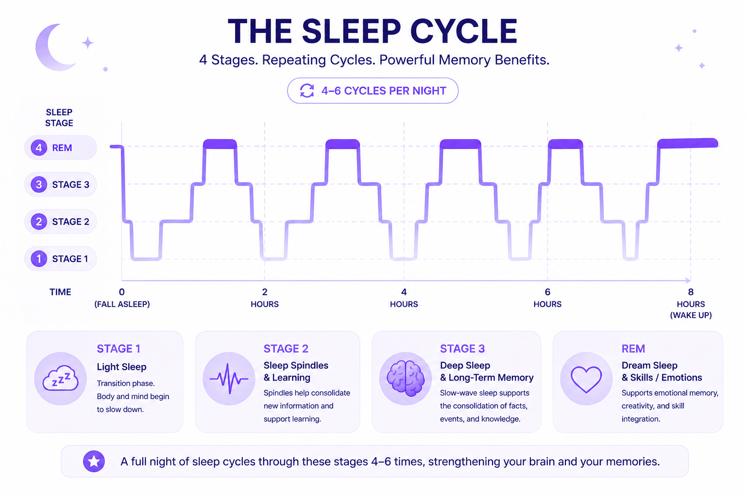 Sleep cycle diagram showing four stages of sleep and the specific memory functions each stage supports, from sleep spindles in Stage 2 to memory consolidation in deep sleep and emotional processing in REM