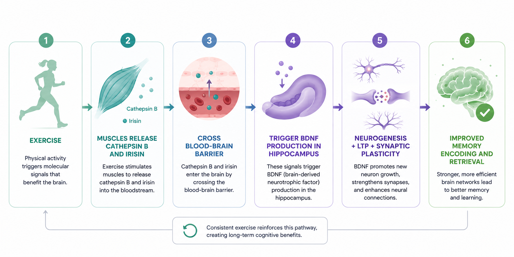 Flow diagram showing how exercise triggers BDNF production in the hippocampus through muscle-derived proteins, leading to neurogenesis and improved memory.