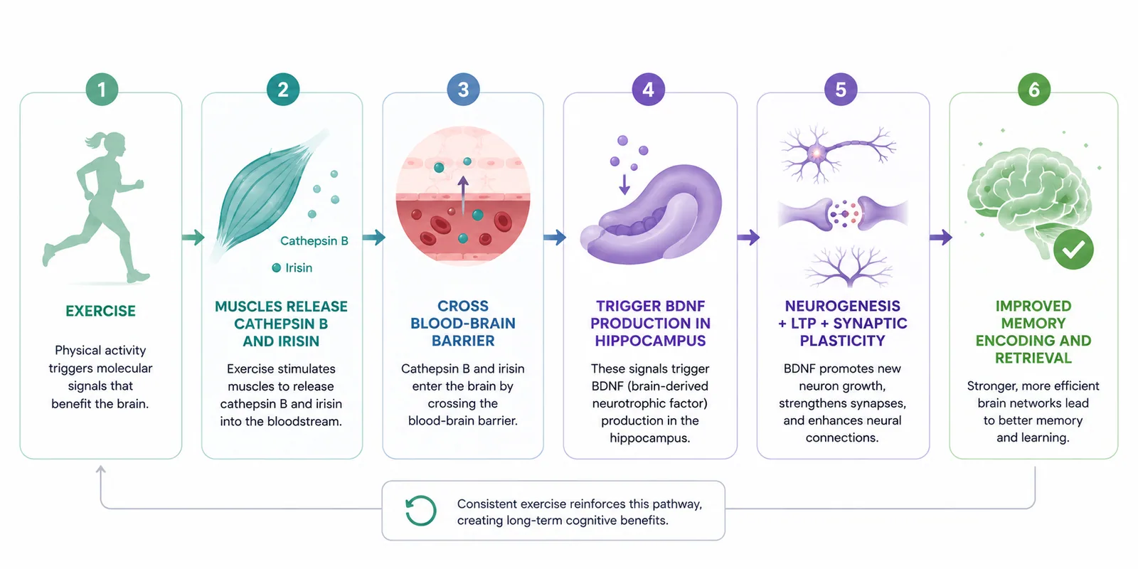 Flow diagram showing how exercise triggers BDNF production in the hippocampus through muscle-derived proteins, leading to neurogenesis and improved memory.
