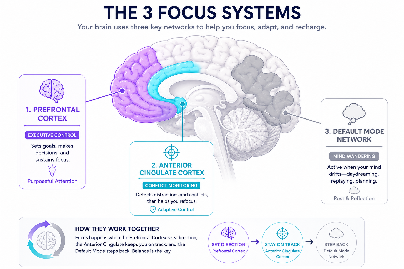 Brain diagram showing the three systems involved in concentration: the prefrontal cortex for executive control, the anterior cingulate cortex for conflict monitoring, and the default mode network for mind wandering.