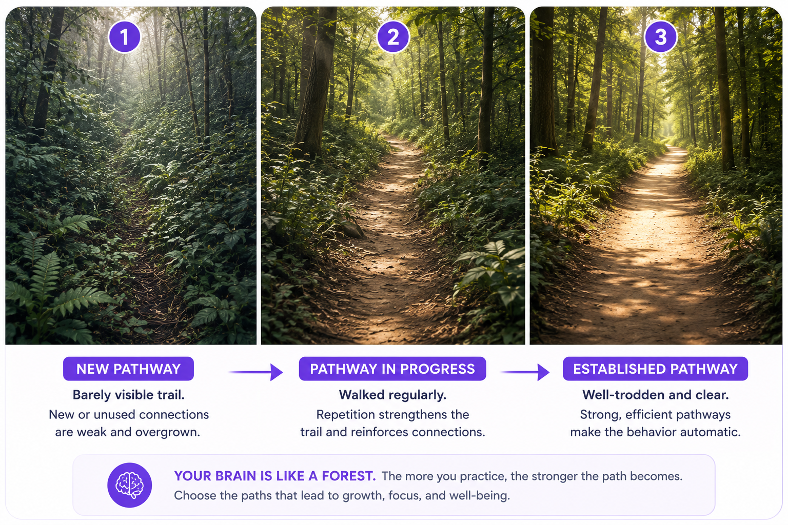 Forest path metaphor for neuroplasticity: a new trail barely visible, a path becoming clearer through regular use, and a well-established trail representing a strong neural pathway.