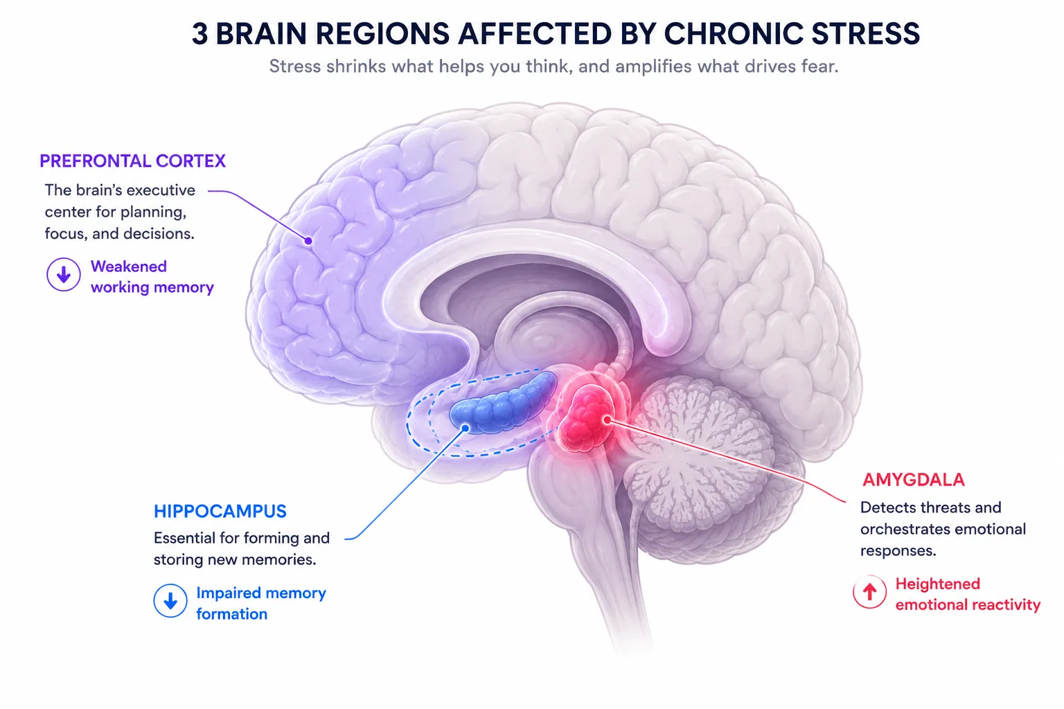 Brain diagram showing how chronic stress shrinks the hippocampus, weakens the prefrontal cortex, and enlarges the amygdala, explaining why stress impairs everyday memory while strengthening emotional memories.