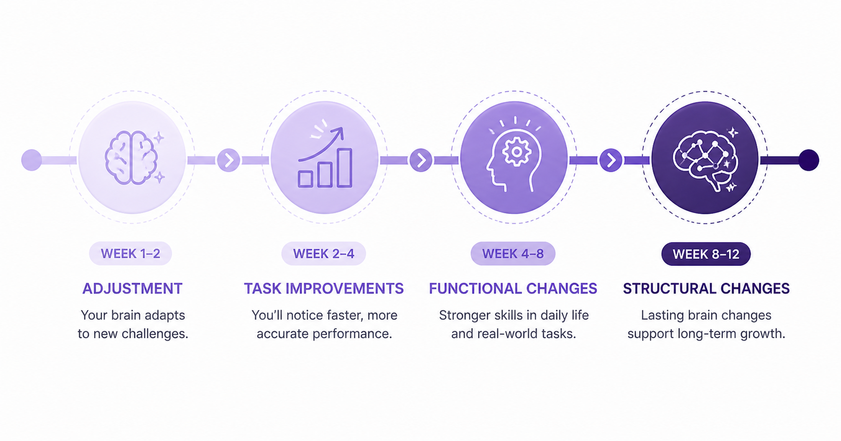 Timeline showing the four phases of memory improvement: adjustment at weeks 1-2, task improvements at weeks 2-4, functional brain changes at weeks 4-8, and structural changes at weeks 8-12.