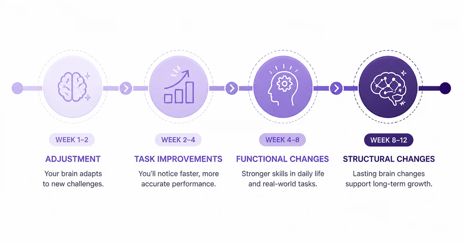 Timeline showing the four phases of memory improvement: adjustment at weeks 1-2, task improvements at weeks 2-4, functional brain changes at weeks 4-8, and structural changes at weeks 8-12.