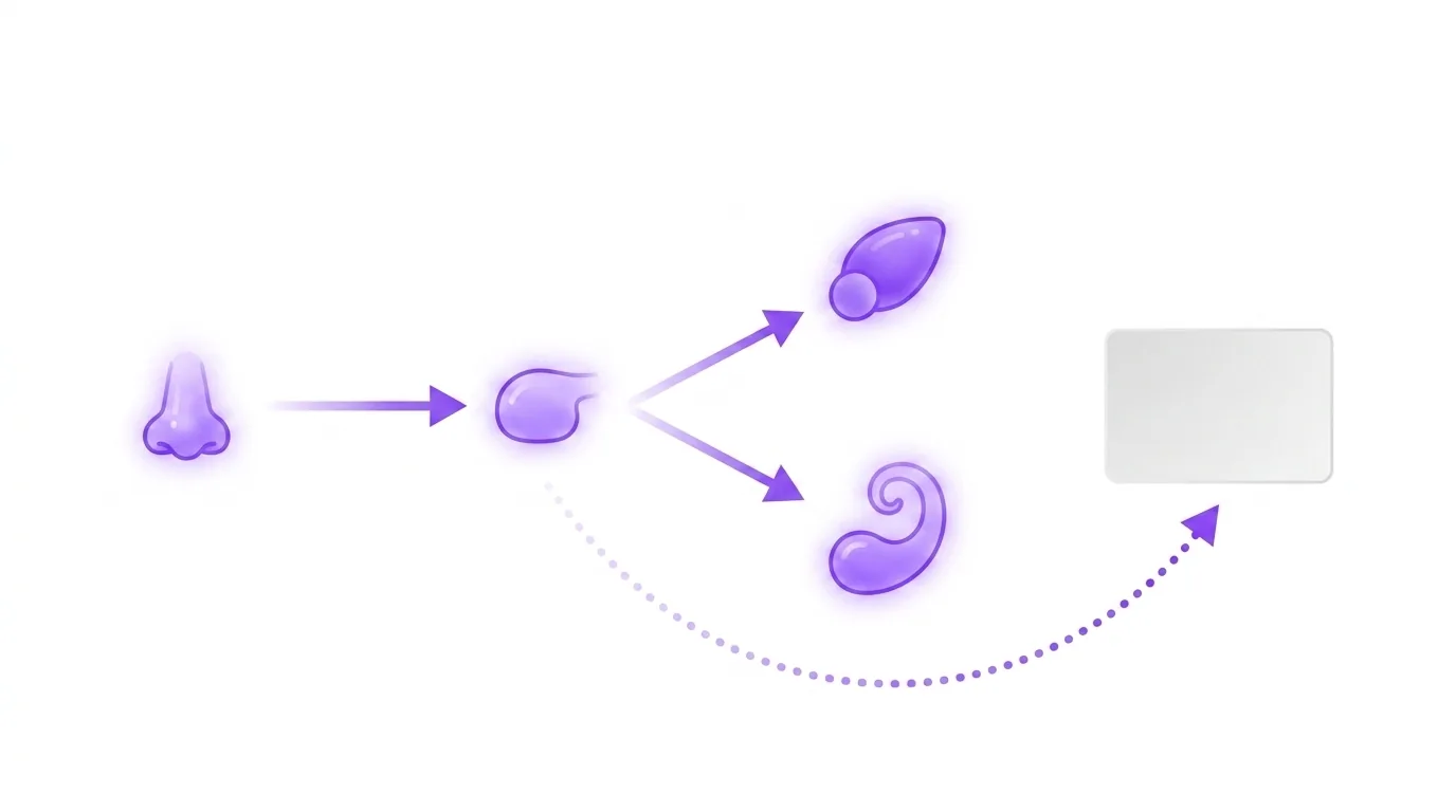 Diagram of why smells trigger memories: the olfactory pathway from the nose to the olfactory bulb, splitting directly to the amygdala and hippocampus while bypassing the thalamus